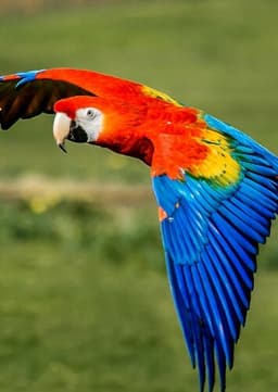 Scarlet Macaw