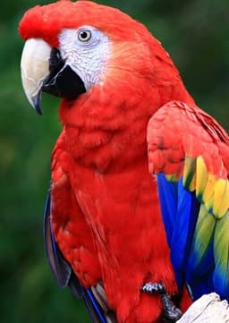Scarlet Macaw