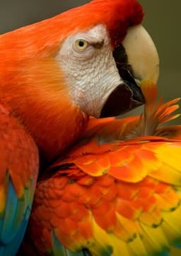 Scarlet Macaw