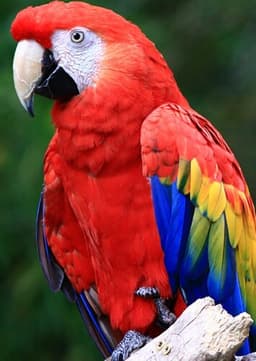 Scarlet Macaw