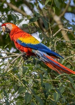 Scarlet Macaw