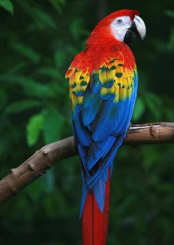 Scarlet Macaw