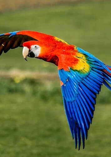 Scarlet Macaw