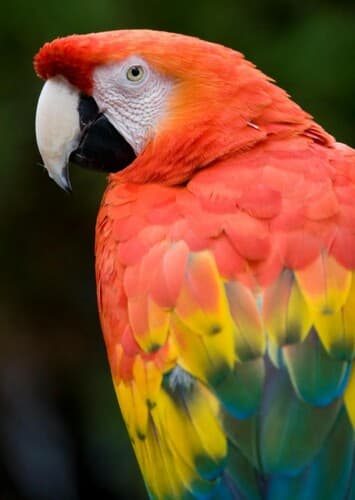 Scarlet Macaw