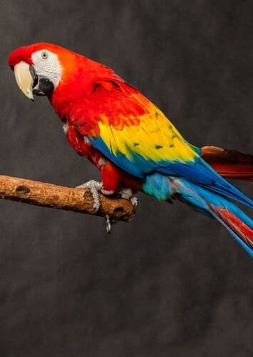 Scarlet Macaw