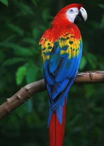 Scarlet Macaw