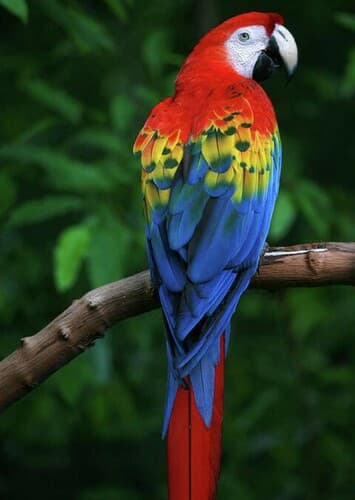 Scarlet Macaw