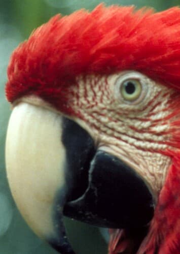 Scarlet Macaw