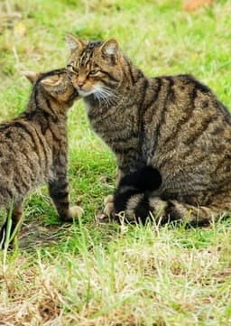 Scottish wildcat