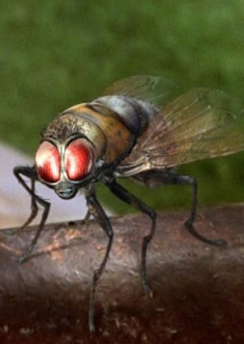 Scuzz the Horsefly