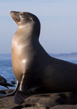 Sea Lion