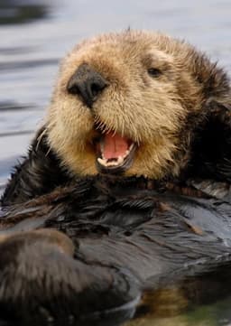 Sea Otter