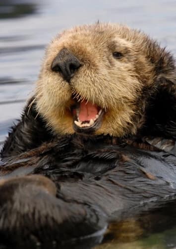 Sea Otter