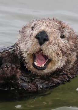 Sea Otter