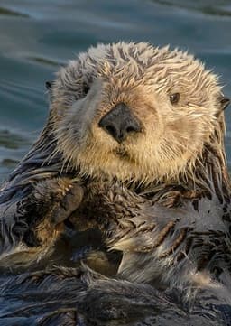 Sea Otter