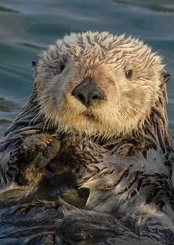 Sea Otter