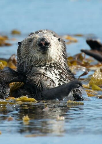 Sea Otter