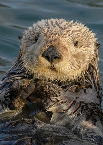 Sea Otter