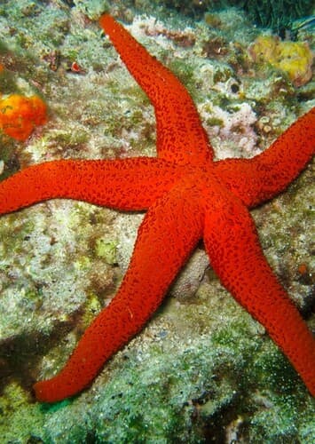 Sea Star