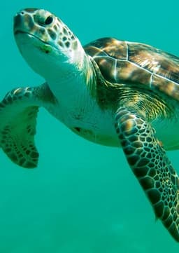 Sea Turtle