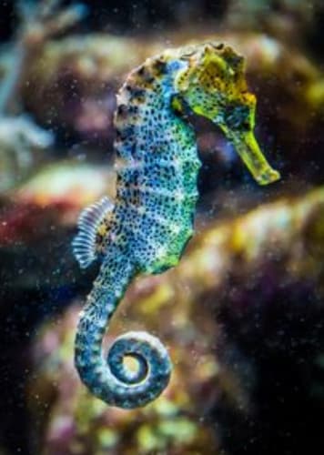 Seahorse