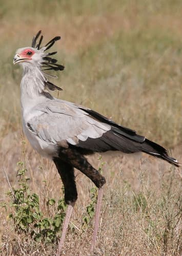 Secretarybird