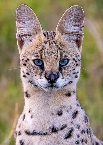 Serval