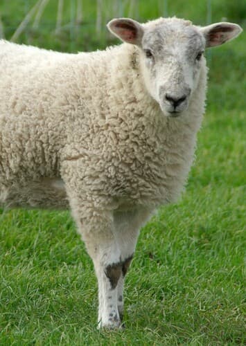 Sheep