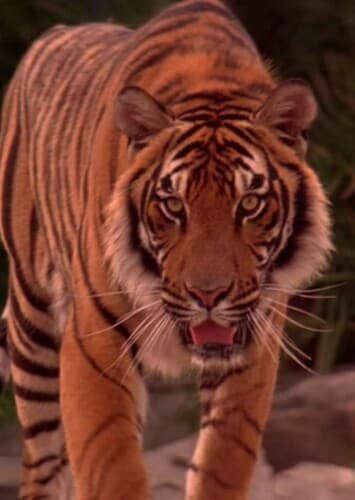 Shere Khan (Disney '94)