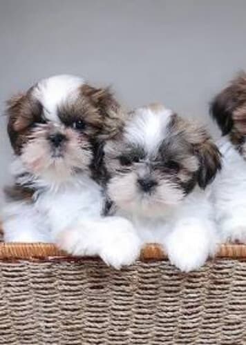Shih Tzu