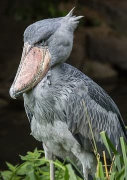 Shoebill Bird