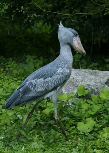 Shoebill Stork