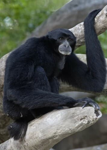 Siamang