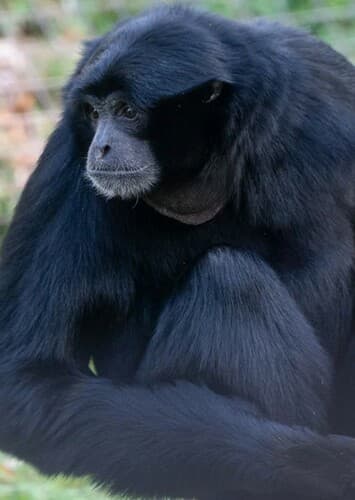 Siamang