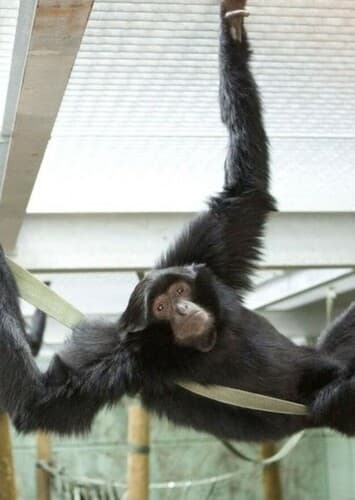 Siamang