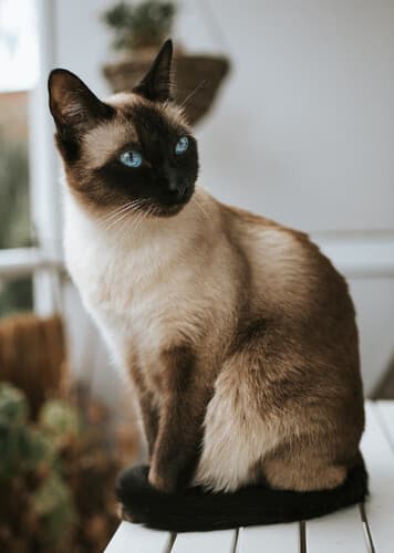 Siamese