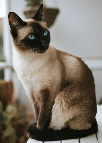 Siamese Cat