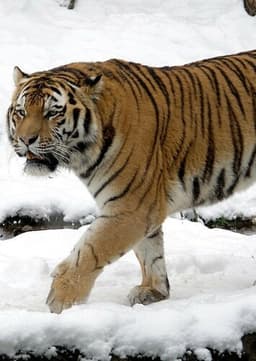 Siberian Tiger