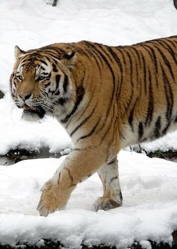 Siberian Tiger