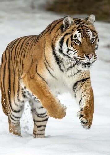 Siberian Tiger