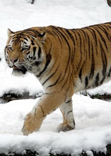 Siberian Tiger