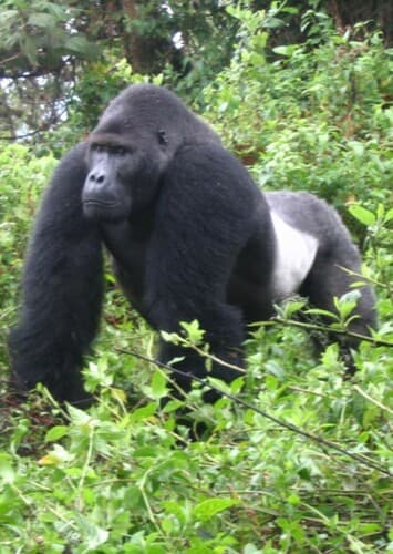 Silverback Gorilla