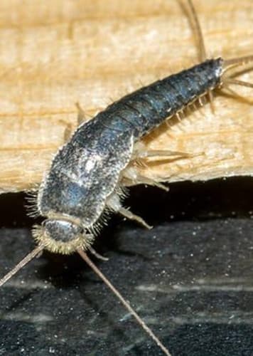 Silverfish