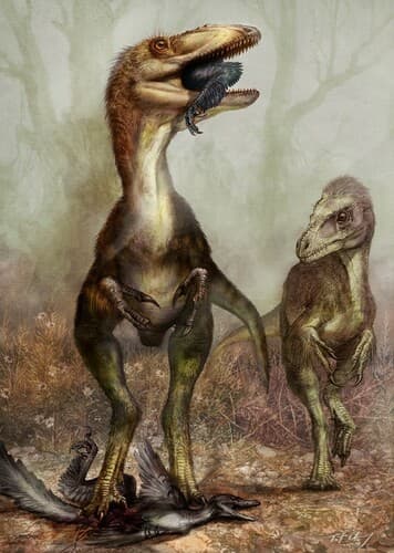 Sinocalliopteryx