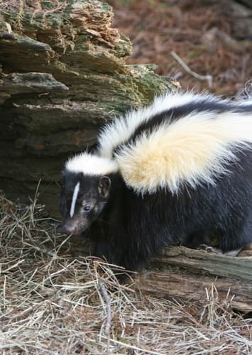 Skunk