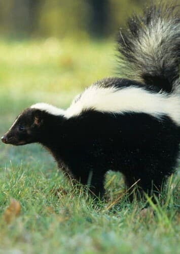 Skunk