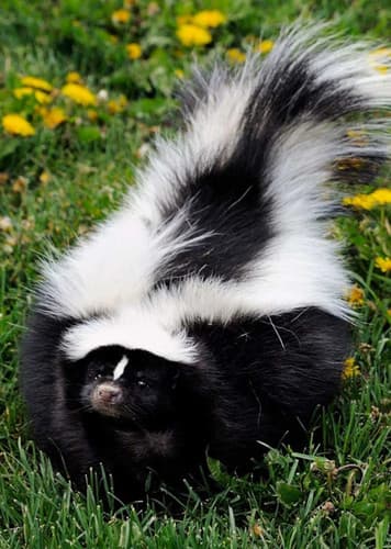 Skunk
