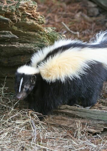 Skunk