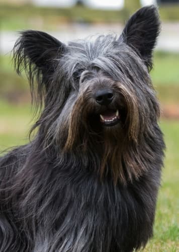 Skye Terrier
