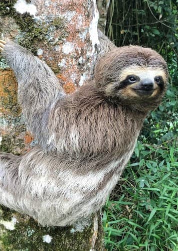 Sloth